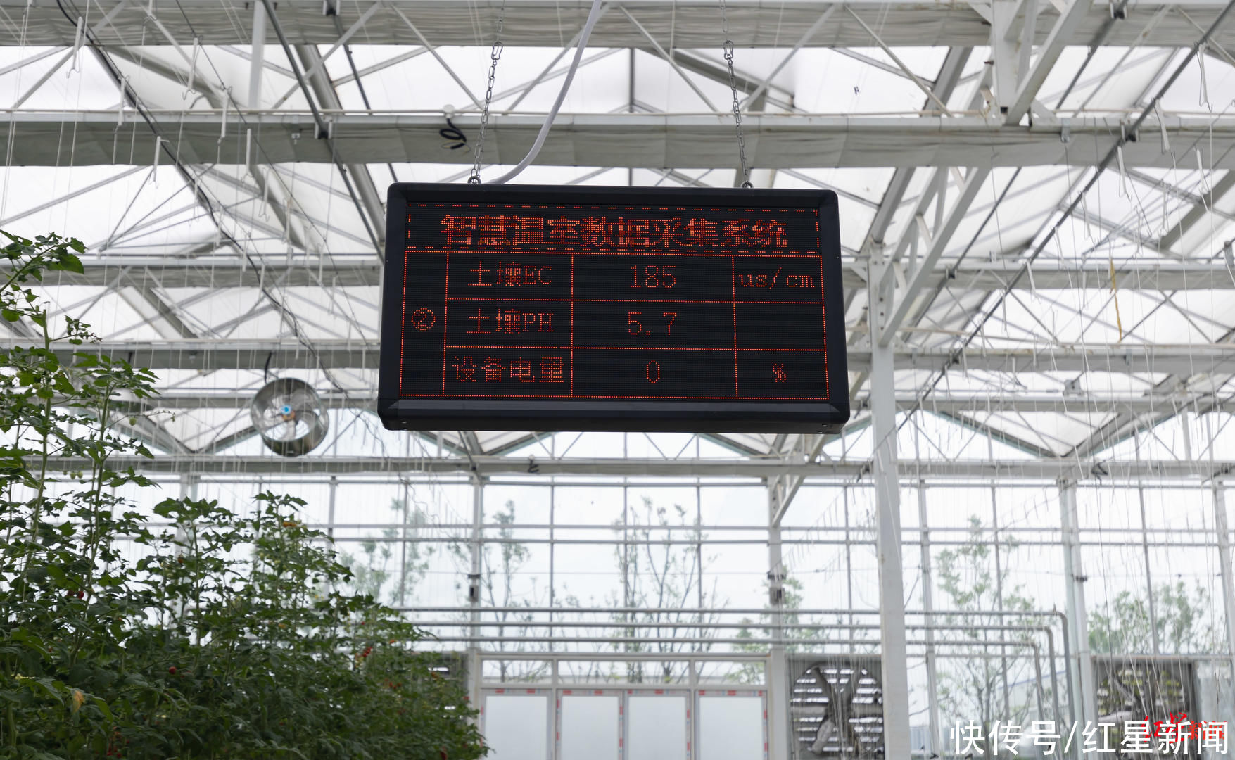 红星新闻记者|成都种出巨型南瓜！种植工作人员：200斤算小的，最大的541斤