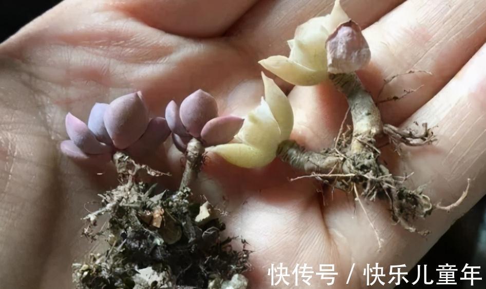 11月秋高气爽,给多肉换盆土,这么干服盆快,长势更好