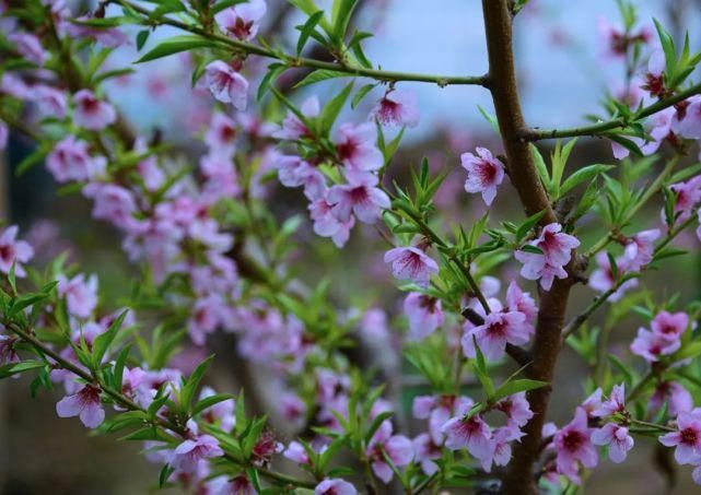 僧人|来武清这里，赏桃花！