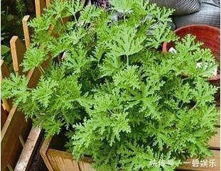 卫生间放一盆这个花,再也没有异味了,蚊虫也不见了