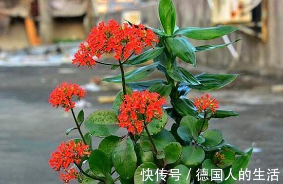 家里养上这五种花,“旺人”又旺财,开花300天,越养身体越好