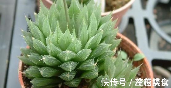 银波锦|办公室养多肉,盆栽这5款,不怕采光差、难看、一盆不剩!