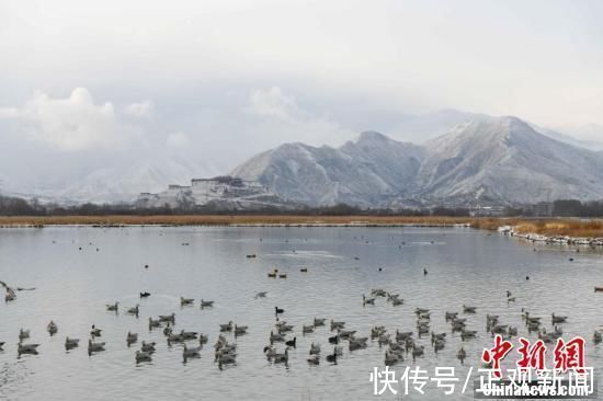 雪景|拉萨雪景美如画