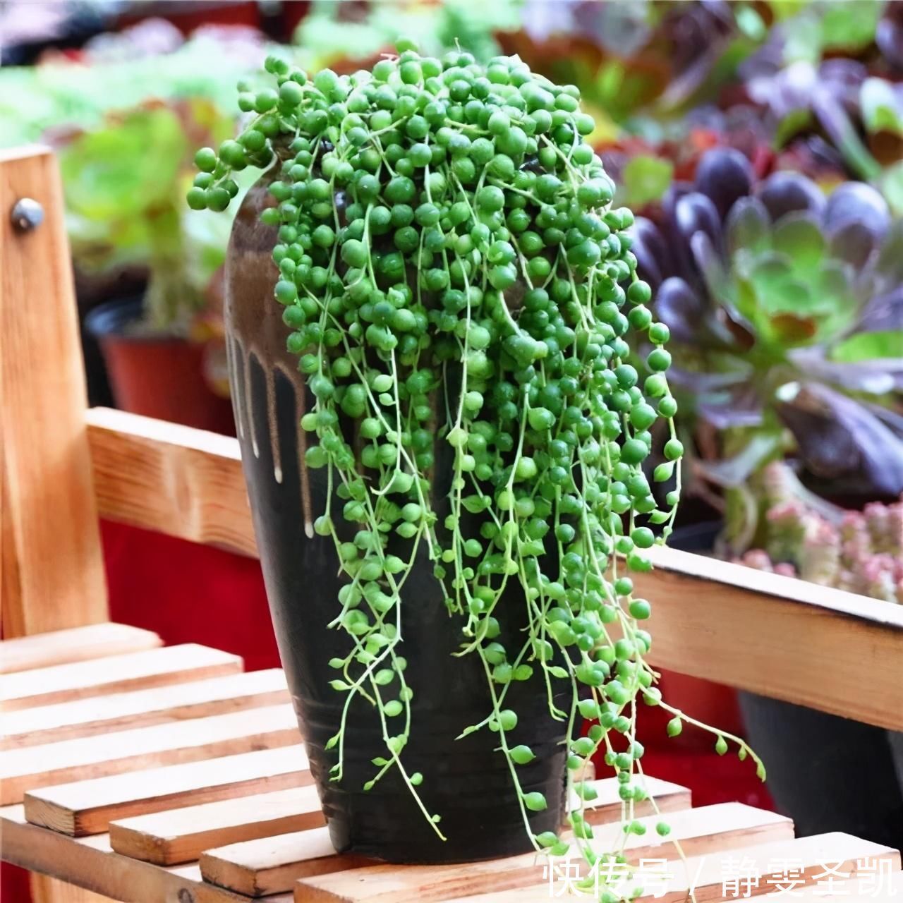 容易爆盆的“3种”吊兰,挂起来养在阳台,就像“绿窗帘”