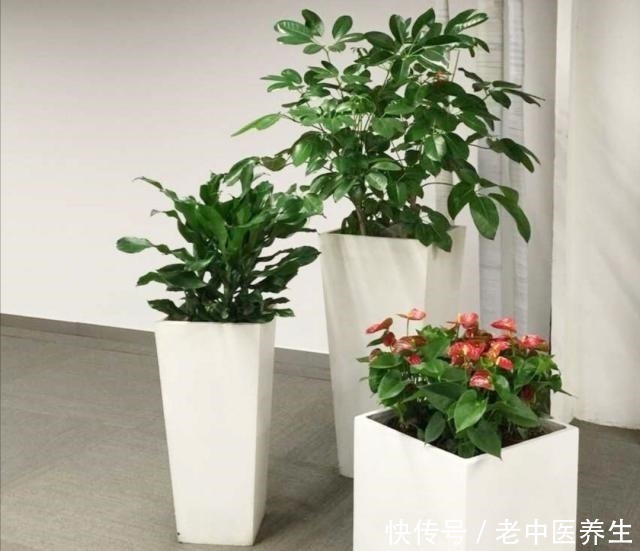 观叶|室内养什么植物好,4种常见观叶花卉,清新、美观又大方!