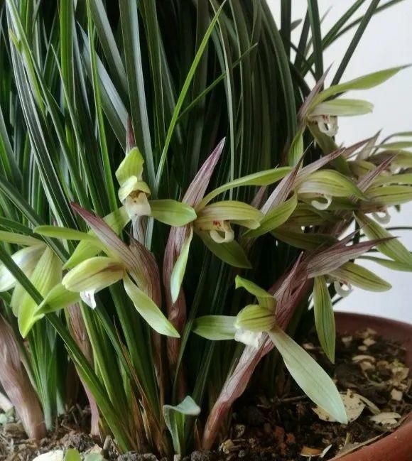 一棵长寿的花,124个花箭,开花,锅盖打开的方法