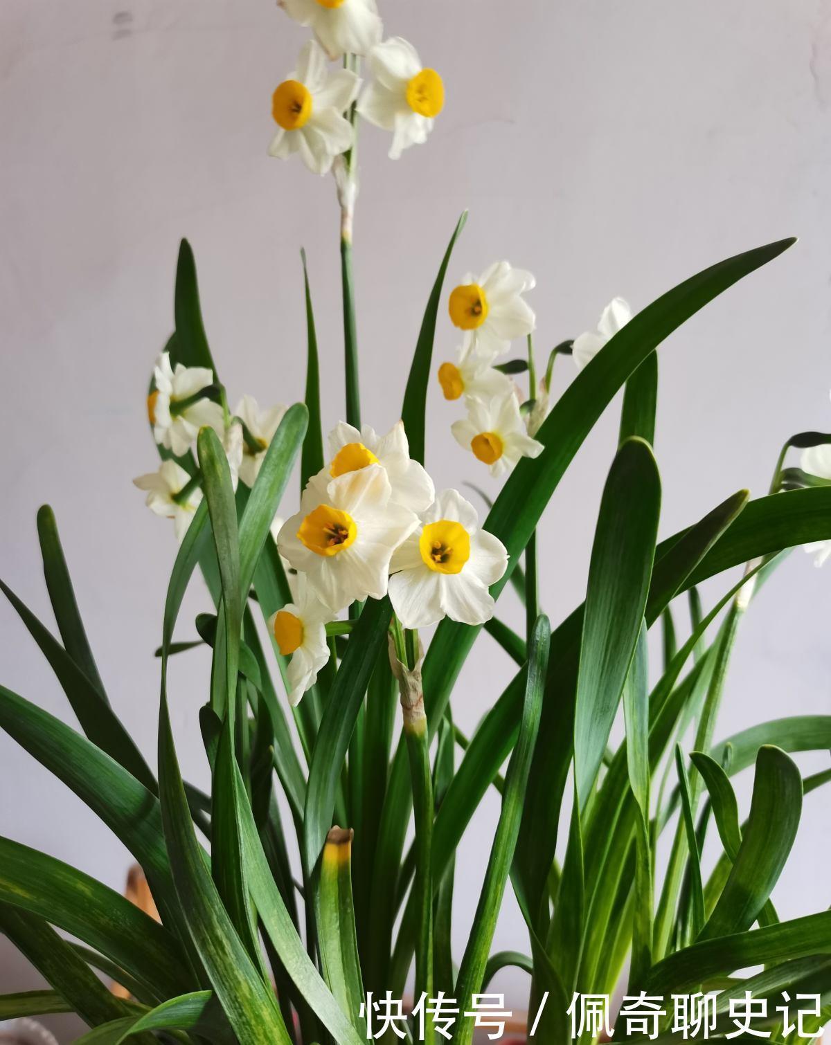 养水仙水培土培都可以,但是不能水土混养,容易烂球