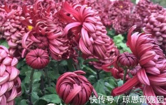 喜欢养菊就选“墨狮”,花似沉睡雄狮,美艳端庄,观赏性价值极高