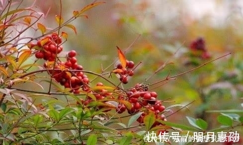 果子|在大山里看到这种“果子”，记得赶紧扔掉，它可是含有“剧毒”