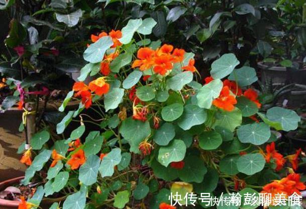 旱莲花|它是冬天里的“主角”，只需一粒种子，几个月就能花开上百朵！