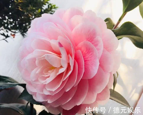 养茶花,学会“6点”你就是高手,不再黄叶掉蕾,年年开花不断!