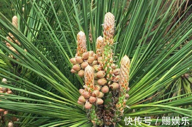 糖尿病|农村路边常见的“长寿树”,是糖尿病患者的天然“保健品”