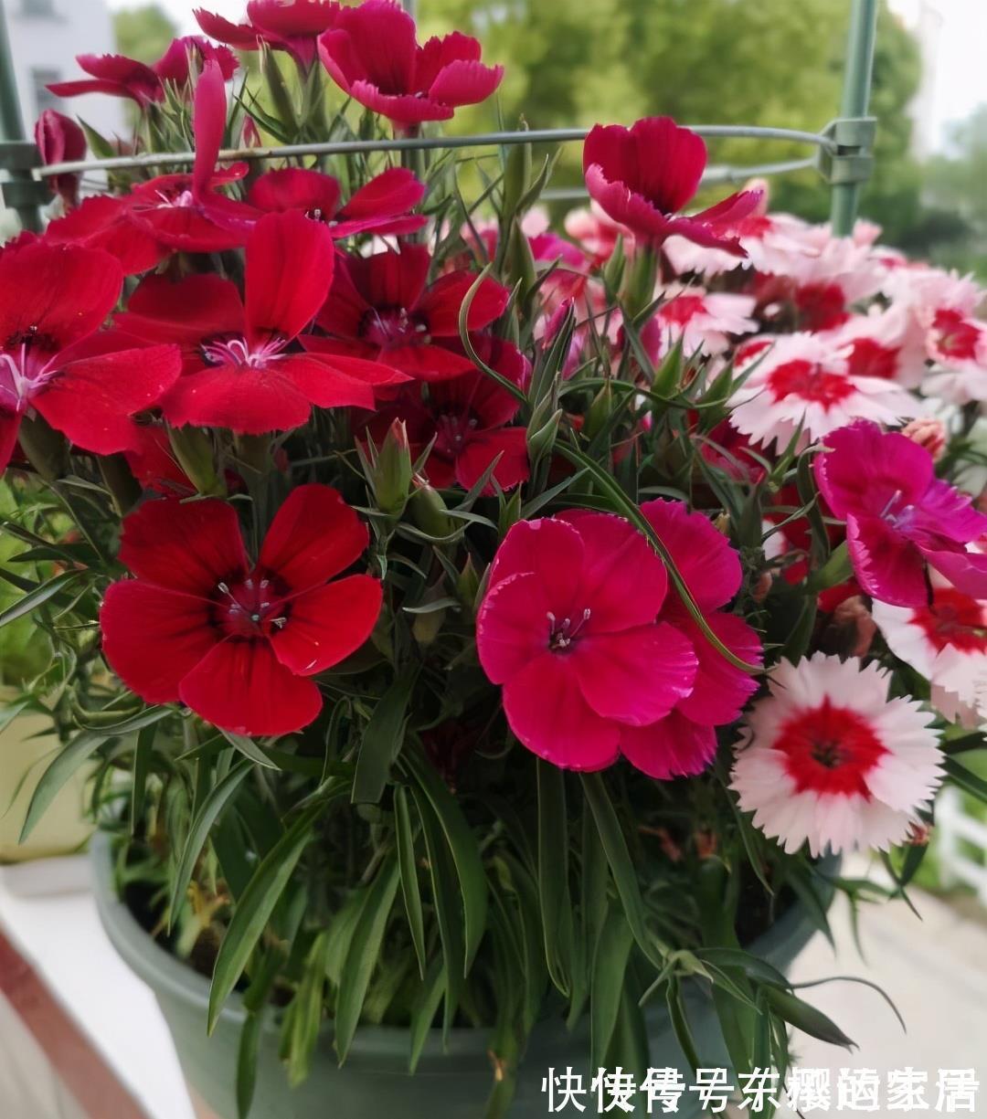 种花|越晒越旺的三种花,阳台上养一盆,一整个夏天开花很热闹