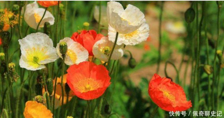 4种花养家里,美得让人毫无抵抗力,家里变成小花园