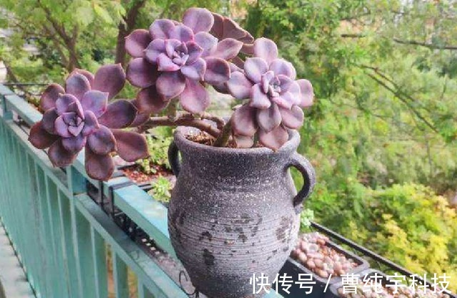 入夏养多肉首选''4种''，好养易度夏，2年成“老桩”，高档又霸气！