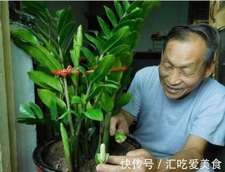 这3棵树买不起,偷偷截一段,埋下就能活,方便还实惠