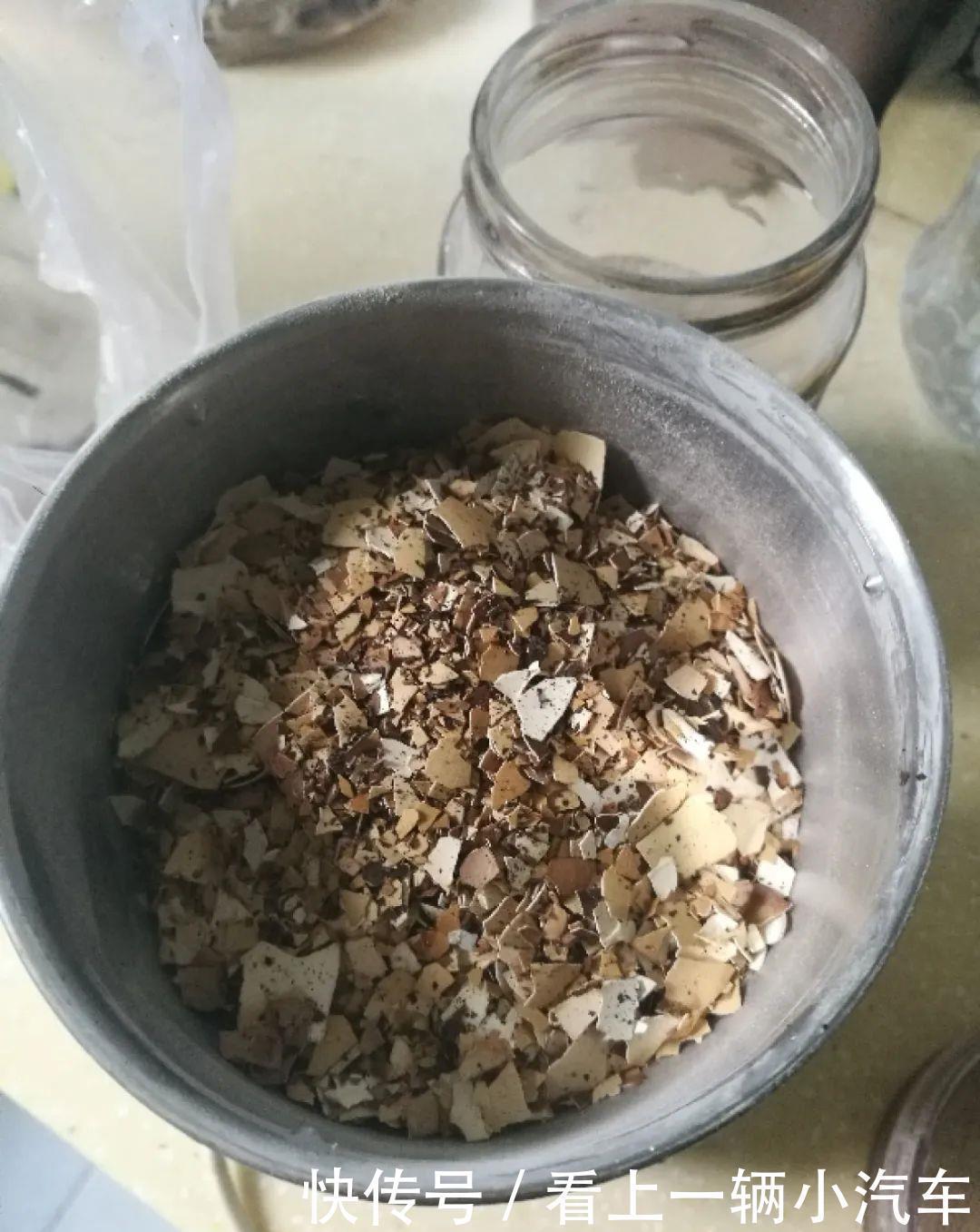 养花技巧：花盆里出现这个，抓紧换盆，不然一浇水就死翘翘