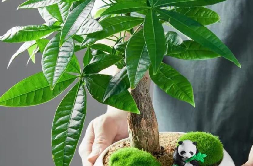 值得室内盆栽的4款植物，于风水有益，还好养又漂亮