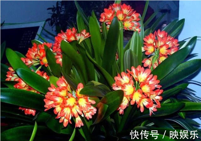 君子兰最爱的“大补肥”,半月用一次,叶子油绿花还旺,轻松爆盆