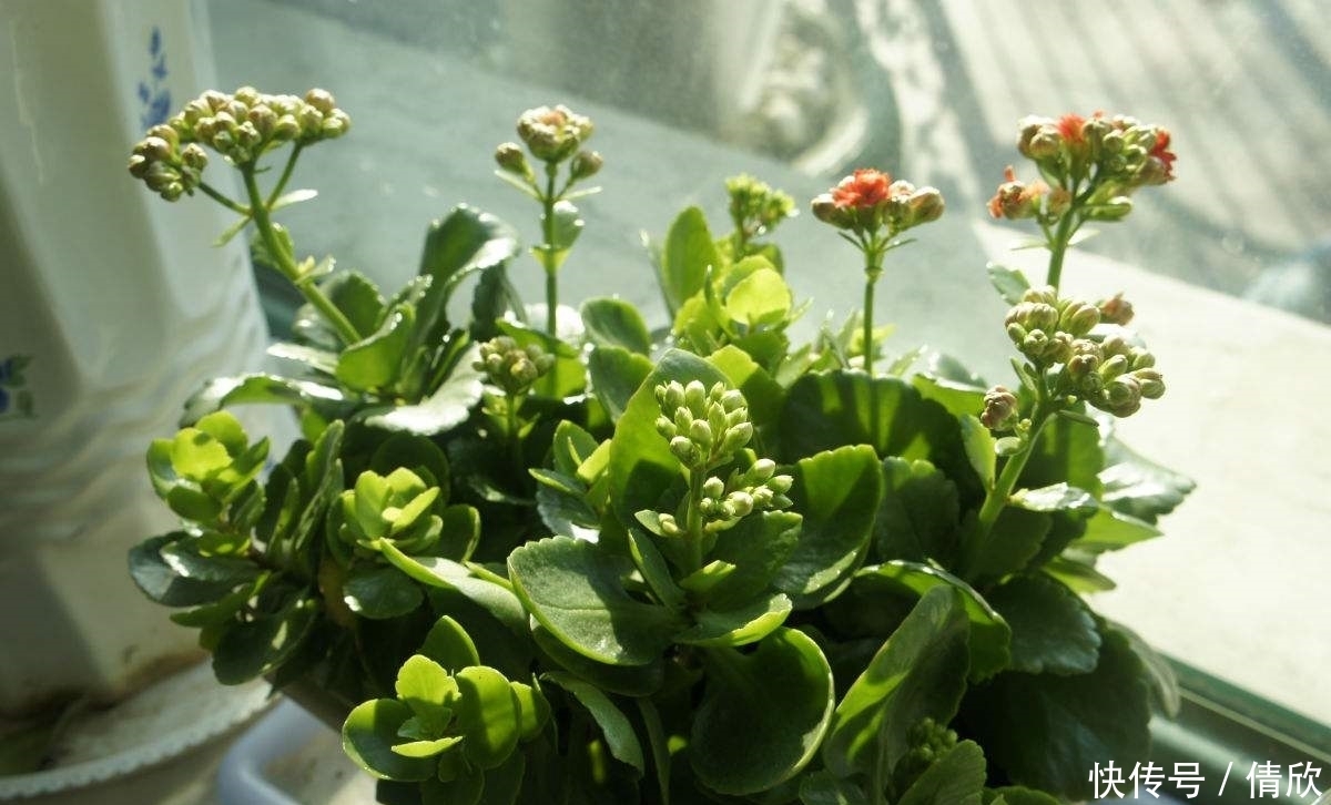 摆在室内的植物，不仅好看，还能调节空气湿度！