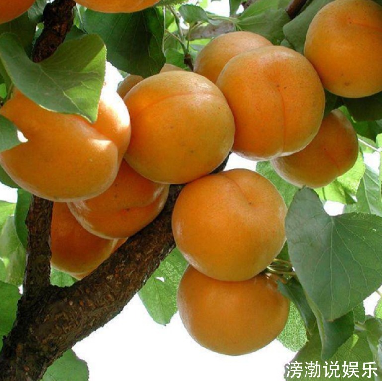 菠萝|那5种水果最好不要让孩子吃,可能会损害孩子健康,家长要留个心