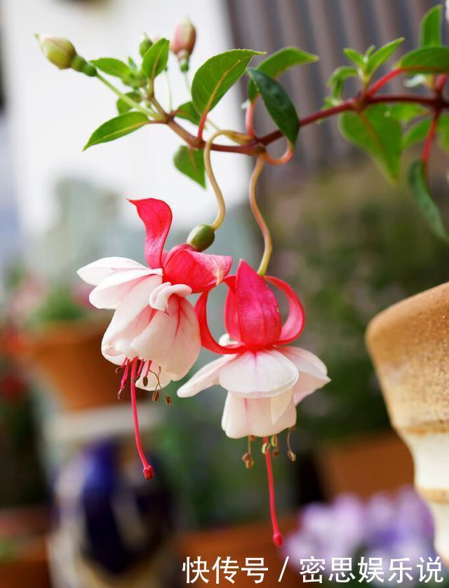 仙客来|被称为“夏必死”的8种花,我却喜欢买一些,因为能“省”不少钱