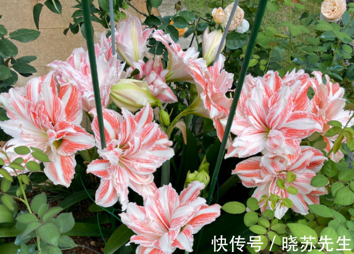 一个大疙瘩,开花“比脸大”,养朱顶红的5个窍门,年年开大花