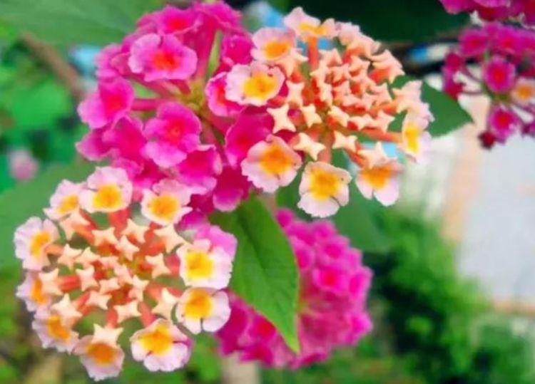 花期最长的植物,全年开花爆盆,观赏价值高,易养活,是盆栽佳品