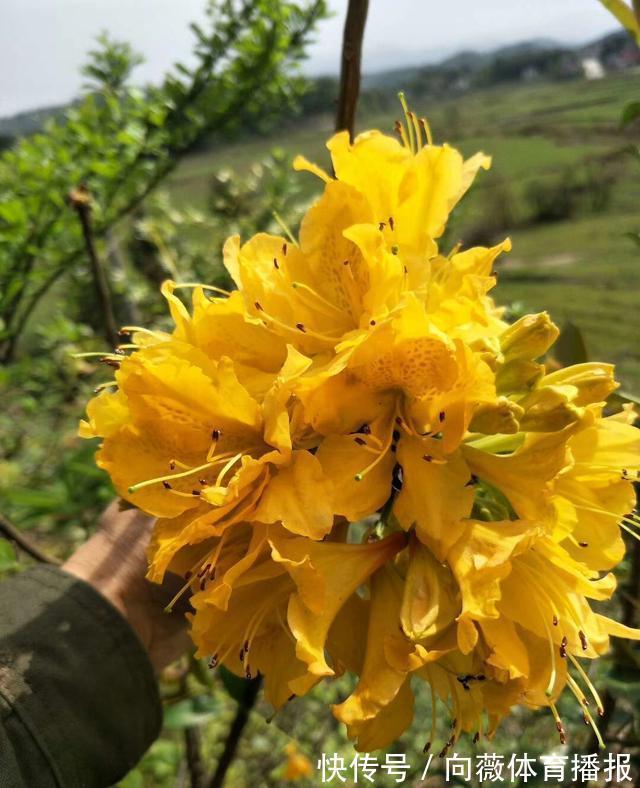 十种“大毒花”,家里经常养,越漂亮毒性越大,避开为好