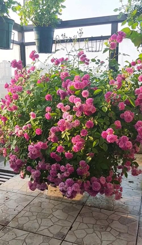 阳台养花，养棵“爆香紫”吧，打理简单，四季有花看，花香飘满屋