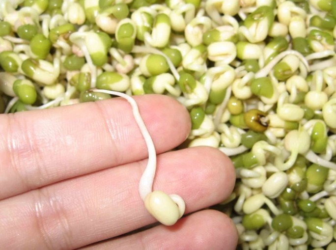 在家发绿豆芽，简单易做，0添加剂，比买的好吃，脆爽可口有营养