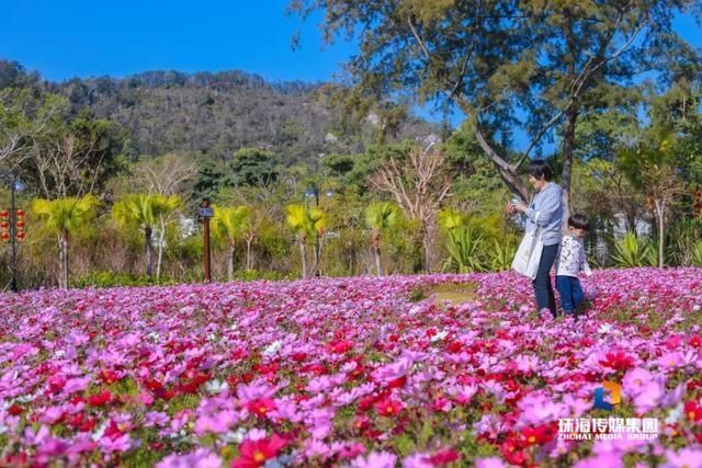 太养眼！茶花廊道、波斯菊花海、勒杜鹃廊道…海天公园上新啦