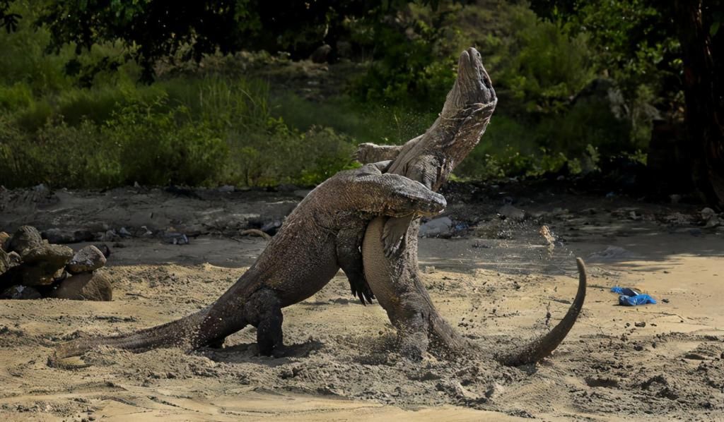 吃掉|腹中的竞技场，沙虎鲸出生前的第一步，是吃掉自己的兄弟姐妹