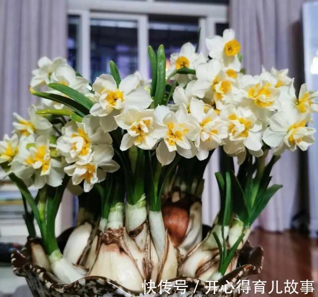 这4种“香妃花”,美貌与香气共存,又清新又高雅