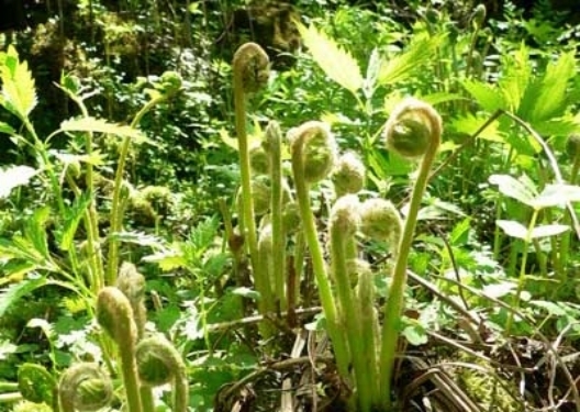 紫苏叶|在农村常被人们称作''救命草'',是指哪种野草