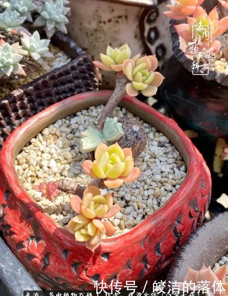 阳光露台多肉,天时地利人和!美肉知时节,当春乃发生!