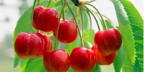 想长寿要会吃，3种食物换着吃，养护肠胃，排毒护肝，增强体质！