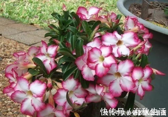 耐旱|阳台养花,就选这几种,一个月不浇水,也能打鸡血似的开满花!