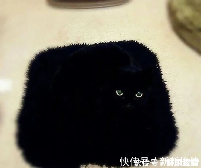 插画作品$插画家画了几只猫,被网友吐槽瞎画,放上原照后,人们直接无语