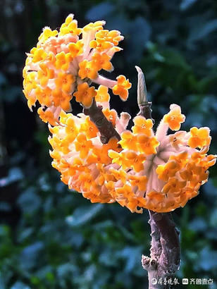 济南趵突泉公园的结香开出金黄花朵，散出浓郁幽香