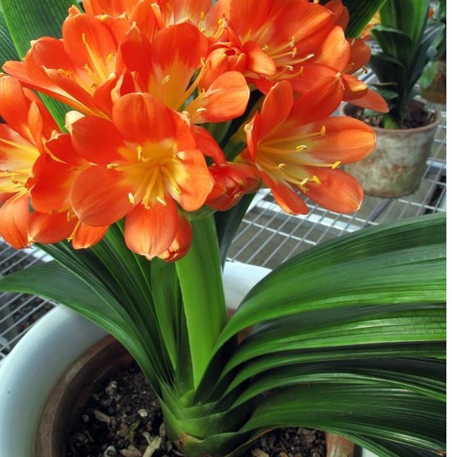 君子兰，四季海棠以下养殖，花苞一波接一波，叶茂花艳花开不断