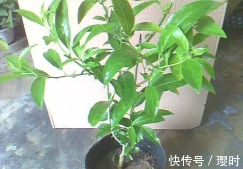 果皮|橘子皮养花妙招分享,除了这3种用法外,你还晓得哪些?
