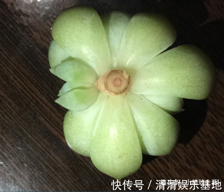 不喜水的多肉,却可以水培2种操作方法,肉肉照样出状态