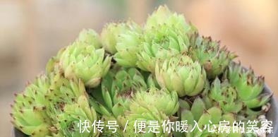 群生|3种多肉植物,号称“爆崽小能手”,上色美长满盆,养成群生老桩
