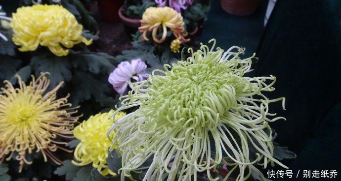 3种花超让人喜欢,美若牡丹芍药,又美又香,花期长,盆栽也可以