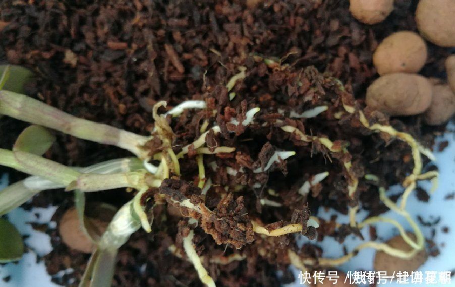 4种花别用土养,一浇水就烂根,最后1种很神奇,倒挂空中也开花