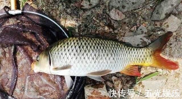 鱼竿|鲤鱼太狡猾不咬钩下次记得用上这招,它再狡猾也会忍不住咬钩