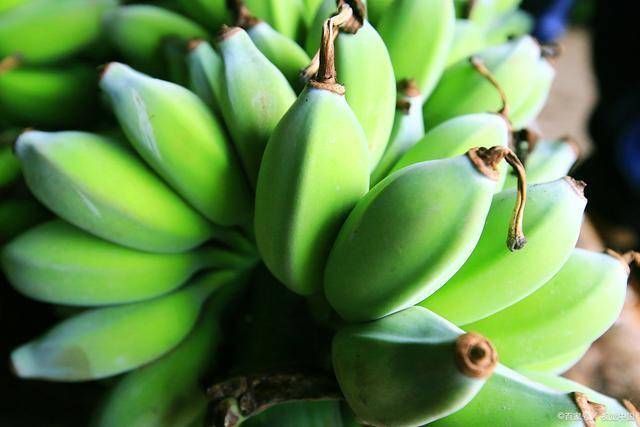  隔三差五|肠道“推粪机”上线，并不是香蕉，隔三差五吃点，缓解老便秘