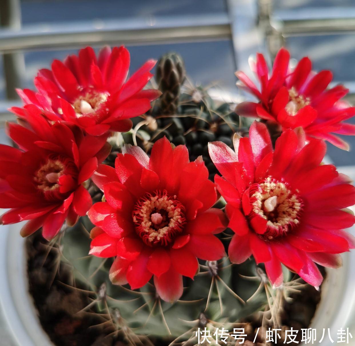 养仙人球就养一棵“绯花玉”,花瓣大、很美很好养、不止开一茬