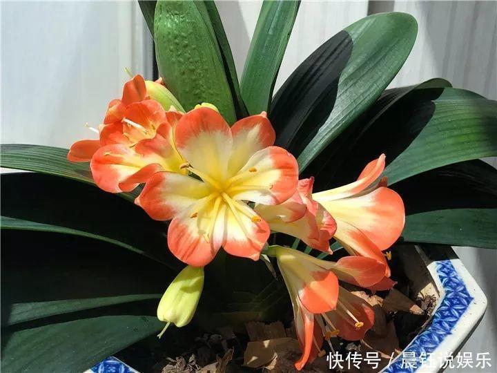 大户|3种花不用“扦插”,花开完等俩月,半年变成“养花大户”!